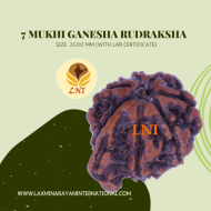 7 Mukhi Ganesha Rudraksha Size: 25.00 mm (With Lab Certificate)