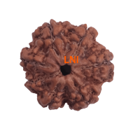 7 Mukhi Rudraksha Size: 23.08 mm (Certified)