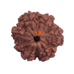 7 Mukhi Rudraksha Size: 23.08 mm (Certified)