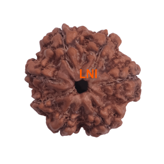 7 Mukhi Rudraksha Size: 23.08 mm from Nepal – Certified Bead with 7 Seeds X-ray Verified