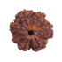 7 Mukhi Rudraksha Size: 23.08 mm (Certified)