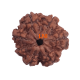 7 Mukhi Rudraksha Size: 23.08 mm from Nepal – Certified Bead with 7 Seeds X-ray Verified