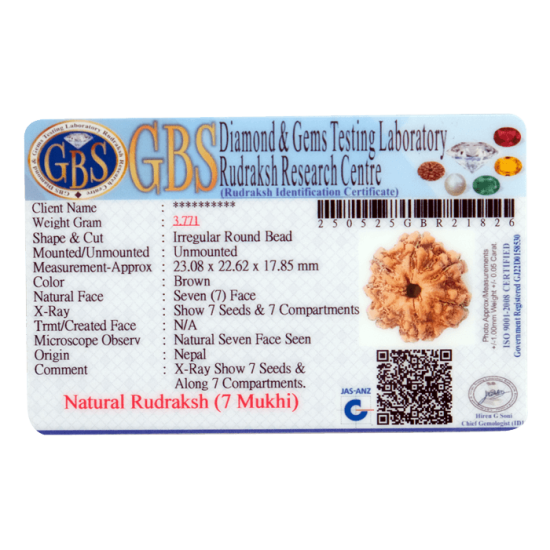 7 Mukhi Rudraksha Size: 23.08 mm from Nepal – Certified Bead with 7 Seeds X-ray Verified