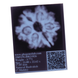 7 Mukhi Rudraksha Size: 23.08 mm (Certified)