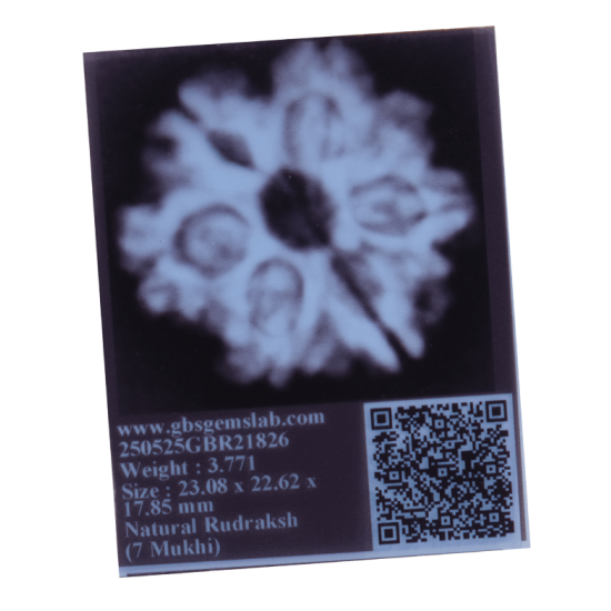 7 Mukhi Rudraksha Size: 23.08 mm from Nepal – Certified Bead with 7 Seeds X-ray Verified