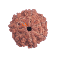 7 Mukhi Rudraksha Size 23.28mm (Certified)
