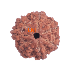 7 Mukhi Rudraksha Size 23.28mm (Certified)
