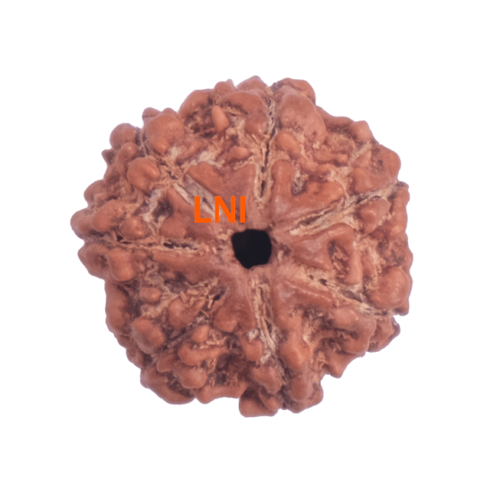 Certified 7 Mukhi Rudraksha 23.28mm from Nepal with 7 visible seeds – Vedic Saturn Remedy Bead