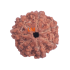 7 Mukhi Rudraksha Size 23.28mm (Certified)