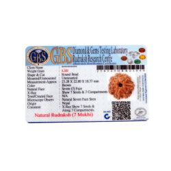 7 Mukhi Rudraksha Size 23.28mm (Certified)