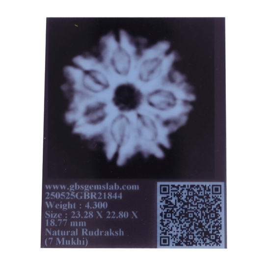 Certified 7 Mukhi Rudraksha 23.28mm from Nepal with 7 visible seeds – Vedic Saturn Remedy Bead