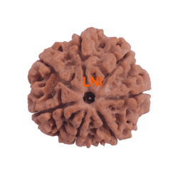 7 Mukhi Rudraksha Size: 24.05mm (Certified)