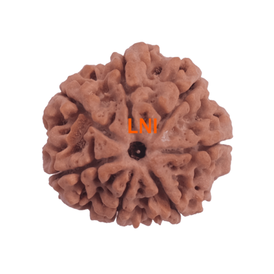 7 Mukhi Rudraksha 24.05mm – Certified Nepal Bead, 7 Natural Seeds Verified via X-Ray, Saturn Healing