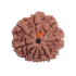 7 Mukhi Rudraksha Size: 24.05mm (Certified)