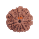 7 Mukhi Rudraksha 24.05mm – Certified Nepal Bead, 7 Natural Seeds Verified via X-Ray, Saturn Healing