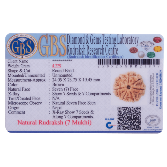7 Mukhi Rudraksha 24.05mm – Certified Nepal Bead, 7 Natural Seeds Verified via X-Ray, Saturn Healing