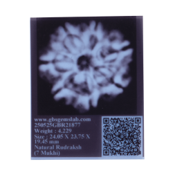 7 Mukhi Rudraksha Size: 24.05mm (Certified)