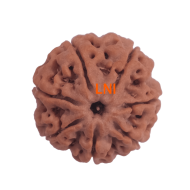 7 Mukhi Rudraksha Size 24.24 mm (Certified)