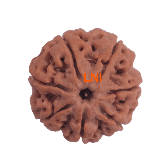 Certified 7 Mukhi Rudraksha 24.24mm from Nepal – X-ray Verified with 7 Seeds, Saturn Energy Bead