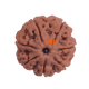 Certified 7 Mukhi Rudraksha 24.24mm from Nepal – X-ray Verified with 7 Seeds, Saturn Energy Bead