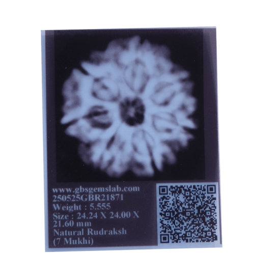 Certified 7 Mukhi Rudraksha 24.24mm from Nepal – X-ray Verified with 7 Seeds, Saturn Energy Bead