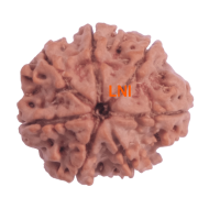 7 Mukhi Rudraksha Size: 24.28 mm (Certified)