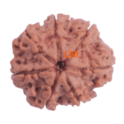 7 Mukhi Rudraksha Size: 24.28 mm (Certified)