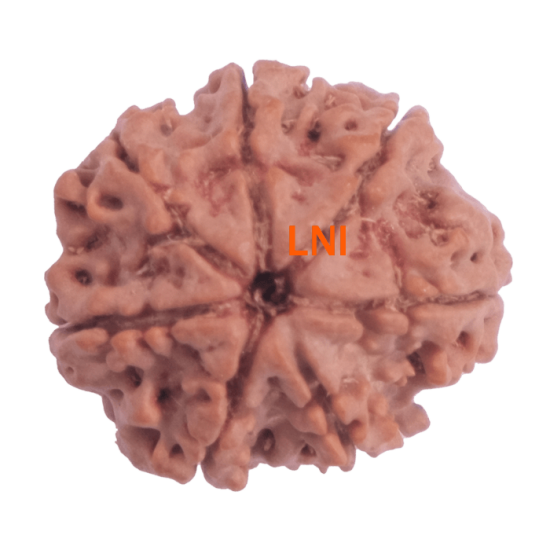 Certified 7 Mukhi Rudraksha 24.28mm from Nepal – X-ray Verified 7 Seeds | Saturn Balancing Rudraksha
