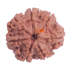7 Mukhi Rudraksha Size: 24.28 mm (Certified)