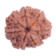 Certified 7 Mukhi Rudraksha 24.28mm from Nepal – X-ray Verified 7 Seeds | Saturn Balancing Rudraksha