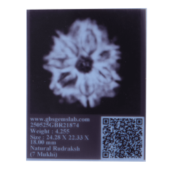 7 Mukhi Rudraksha Size: 24.28 mm (Certified)