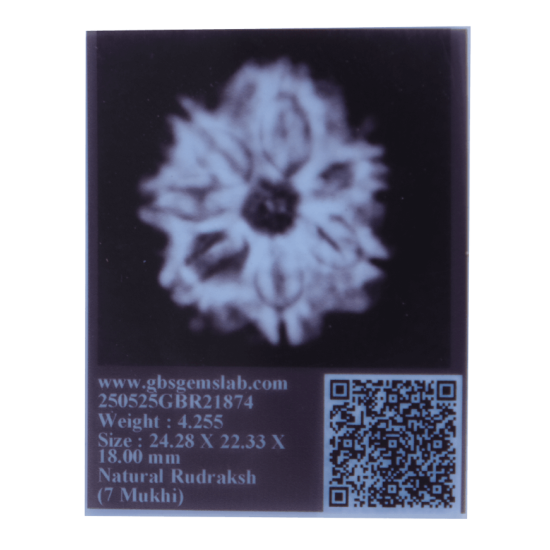 Certified 7 Mukhi Rudraksha 24.28mm from Nepal – X-ray Verified 7 Seeds | Saturn Balancing Rudraksha