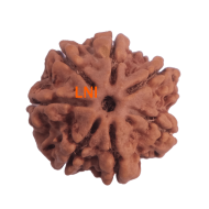 7 Mukhi Rudraksha Size:25.10 mm (Certified)
