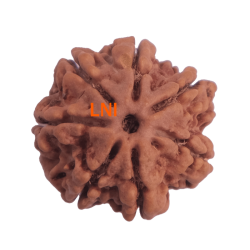 7 Mukhi Rudraksha Size:25.10 mm (Certified)