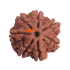 7 Mukhi Rudraksha Size:25.10 mm (Certified)