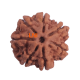 Certified 7 Mukhi Rudraksha 25.10mm – 7 Seeds Verified via X-Ray | Authentic Nepal Bead