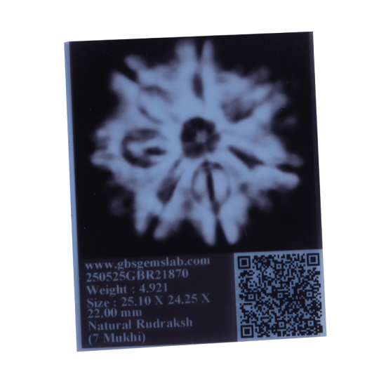 Certified 7 Mukhi Rudraksha 25.10mm – 7 Seeds Verified via X-Ray | Authentic Nepal Bead