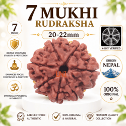 7 Mukhi Rudraksha Size: 20-22 mm (Certified)