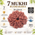 7 Mukhi Rudraksha Size: 20-22 mm (Certified)