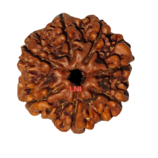 7 Mukhi Rudraksha Size: 23.40
