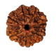 7 Mukhi Rudraksha Size: 23.40