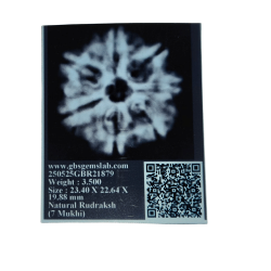 7 Mukhi Rudraksha Size: 23.40 mm (Certified)