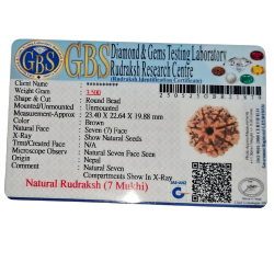 7 Mukhi Rudraksha Size: 23.40 mm (Certified)