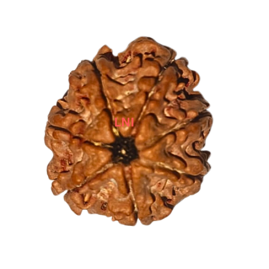 7 Mukhi Rudraksha Size 24.52 mm 