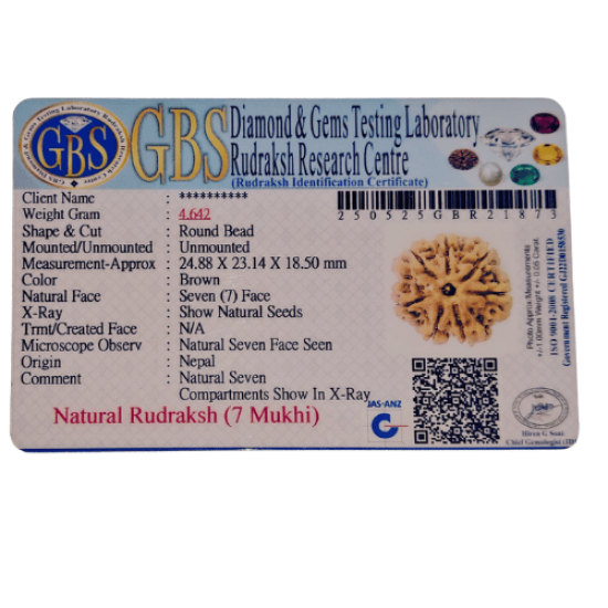 7 Mukhi Rudraksha Size: 24.88 mm