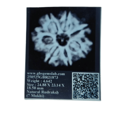 7 Mukhi Rudraksha Size: 24.88 mm (Certified)