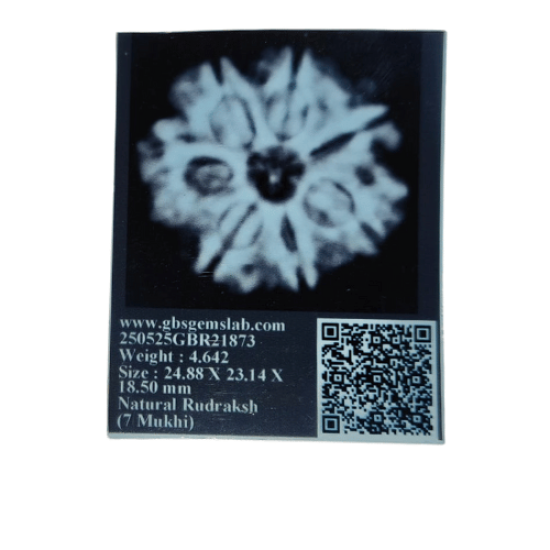 7 Mukhi Rudraksha Size: 24.88 mm