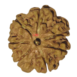 7 Mukhi Rudraksha Size: 24.88 mm (Certified)