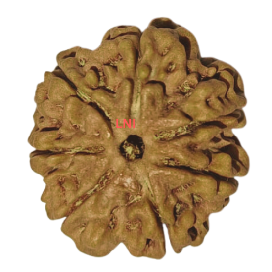 7 Mukhi Rudraksha Size: 24.88 mm