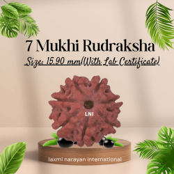 7 Mukhi Rudraksha Size: 15.90 mm (Certified)